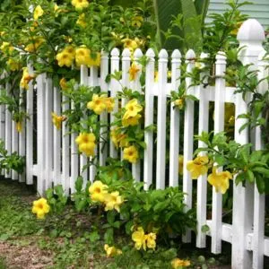 Garden Fence