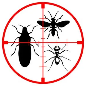 Effective Insect Control Services