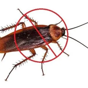 Cockroach Pest Control Solution