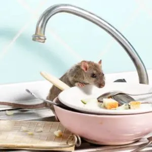 Rat Rodent Control Services