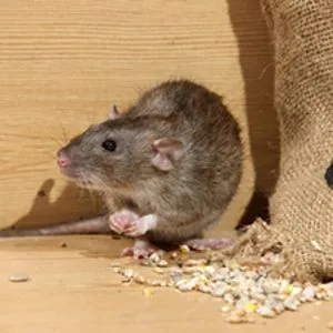 Rodent Control Treatment