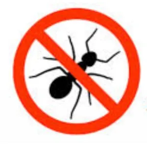 Ant Pest Control Service