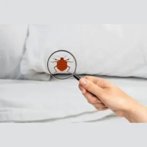 Bed Bug Control