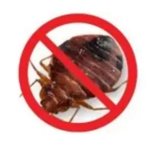 Bed Bug Control Service