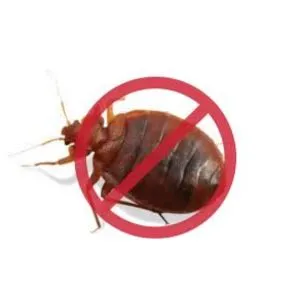 Bed bugs Pest Control Service