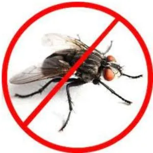 House Fly Pest Control