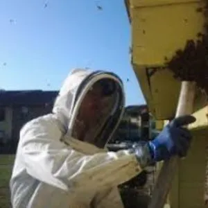 Bees Pest Control Treatment