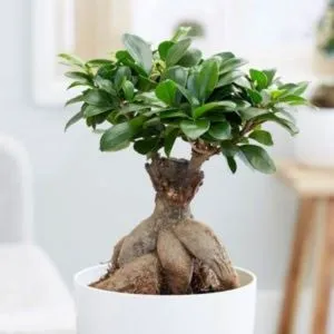 Ficus Bonsai Tree