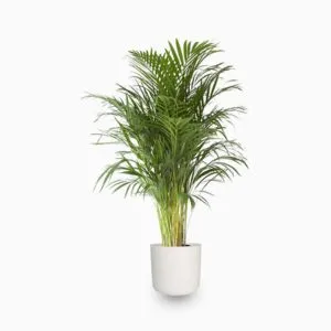 Areca Palm Plant