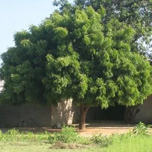 Neem Tree