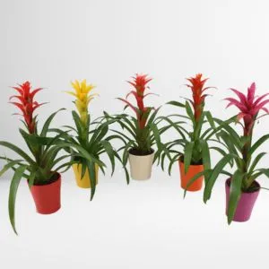 Indoor Guzmania Mix