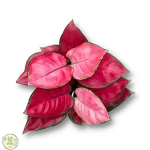 Aglaonema Pink Star