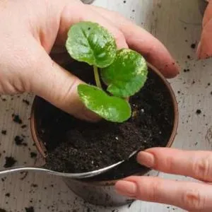 Office Plant Maintenance