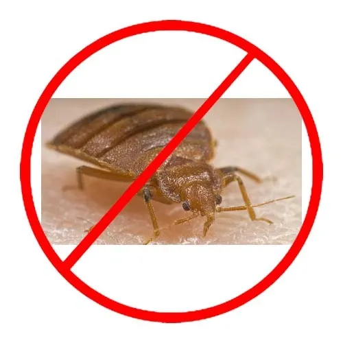 Bed Bugs Control