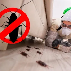 Cockroaches Control