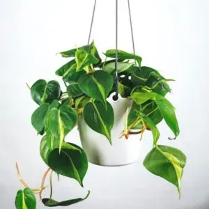 Artificial Hanging Pot Plants