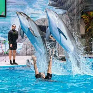 Dubai Dolphinarium Tourist Attraction