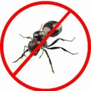 Ant Pest Control